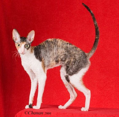 Best Cornish Rex in the Southwest Region, 6th Best Overall Cat in the SW